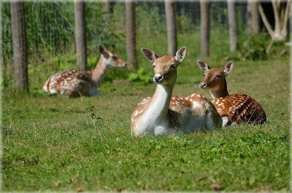 Lainzer Tiergarten Rehe